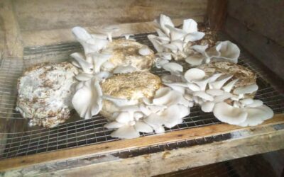 Beni- Oïcha : l&rsquo;école nourrit la communauté, les élèves de l&rsquo;institut Monseigneur Kahongya produisent désormais le champignon marque Vudo et livrent sa semence à la communauté