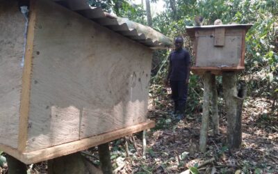 Beni : grâce à l’IDAD, l’apiculture nourrit des centaines de ménages à Ruwenzori, le miel n’est plus rare