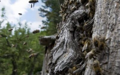 Beni : Autour du Parc des Virunga, des femmes font du miel un moteur de développement durable grâce à l’IDAD