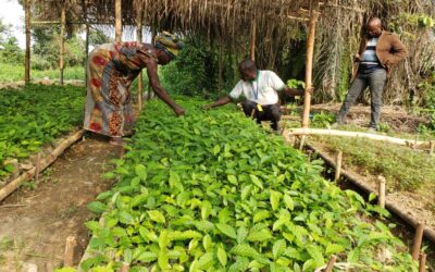 Beni – Focus : 300 000 arbres plantés, les femmes transforment l’agroforesterie avec l’IDAD à Mabalako et Mutwanga