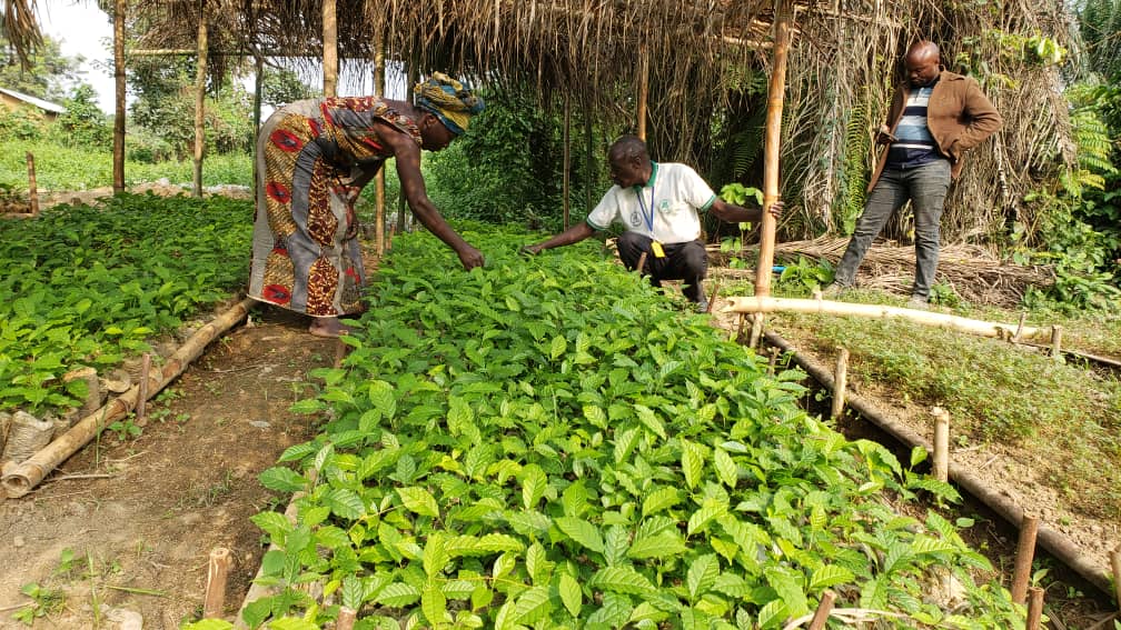 Beni – Focus : 300 000 arbres plantés, les femmes transforment l’agroforesterie avec l’IDAD à Mabalako et Mutwanga