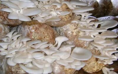 Beni : à Mabalako l&rsquo;ONG IDAD change des vies de plusieurs ménages grâces à la production des champignons comestibles