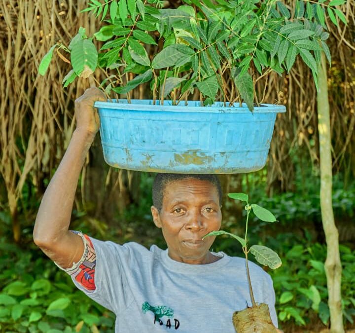 Beni : Des femmes leaders au cœur de la reforestation communautaire à Mabalako et Kalunguta grâce à l’ONG IDAD