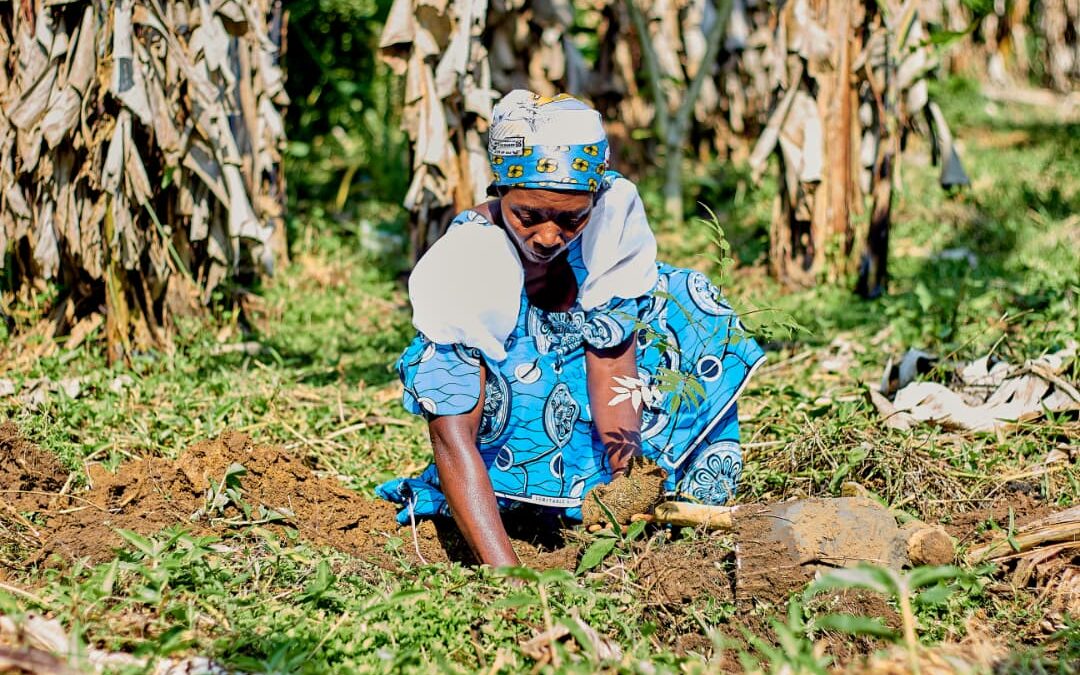 Beni – Agroforesterie : 300 personnes formées à la plantation d’arbres et de cacaoyers dans plusieurs villages par l&rsquo;ONG IDAD