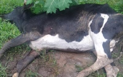 Beni : deux vaches probablement victimes de l&rsquo;anthrax et dangereuses pour la communauté détruites à Oïcha !