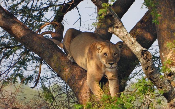 RDC : Si un animal du Parc te tue, te blesse ou t&rsquo;agresse, le Parc ne te doit aucun franc ni aucune indemnité ! Ça t&rsquo;expose par ailleurs à la prison (Je t&rsquo;explique)