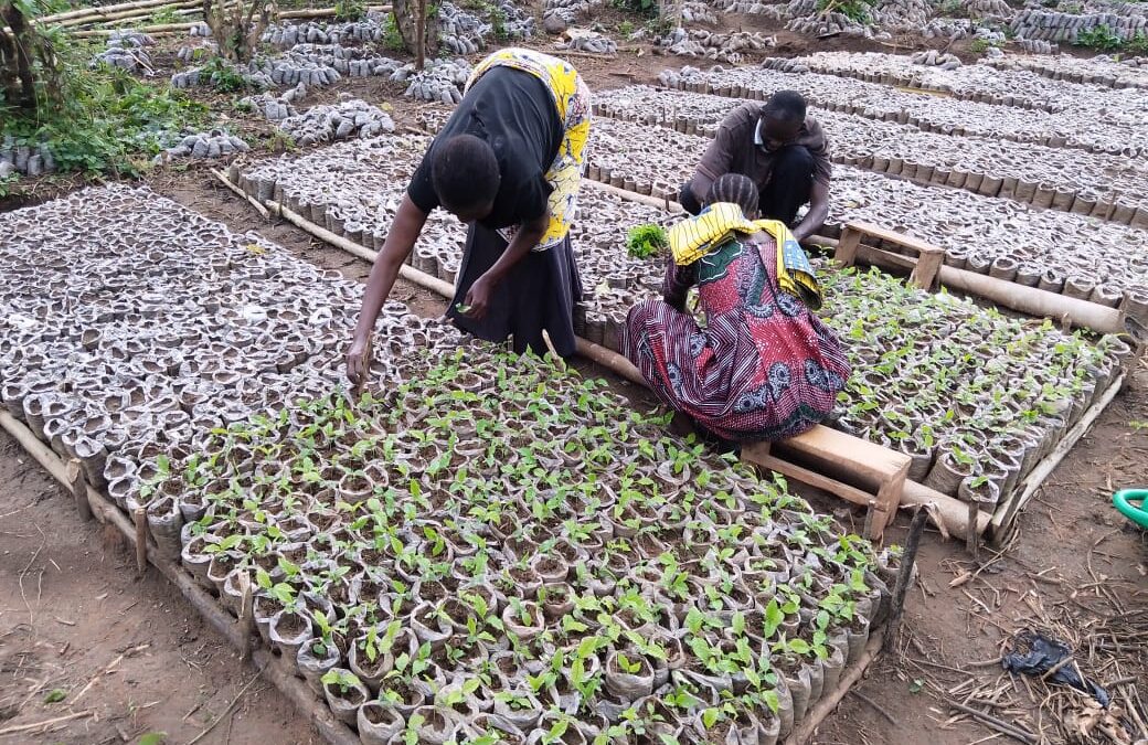 Beni : Sols épuisés, espoir retrouvé, l’ONG IDAD relance la cacaoculture avec le Limba à Kalunguta et Mabalako