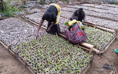 Beni : Sols épuisés, espoir retrouvé, l’ONG IDAD relance la cacaoculture avec le Limba à Kalunguta et Mabalako