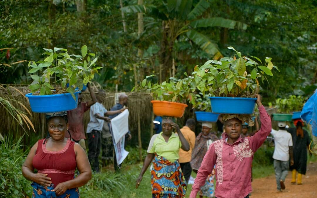 Beni : la distribution de cacaoyers et d’arbres agroforestiers améliore les revenus des ménages à Mabalako et Kalunguta, un exploit de l’ONG/IDAD