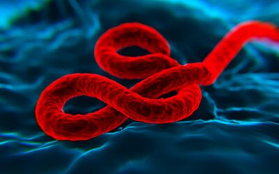 Santé – Lutte contre Ebola : le virus peut survivre jusqu’à un an dans le sperme d’un homme, les survivants appelés à la prudence